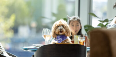 The Importance of Dog-Friendly Restaurants: How to Enjoy Meals with Your Furry Friends